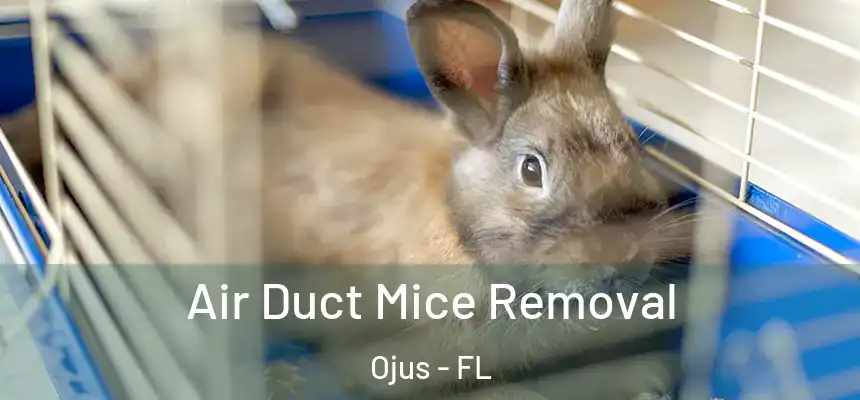 Air Duct Mice Removal Ojus - FL