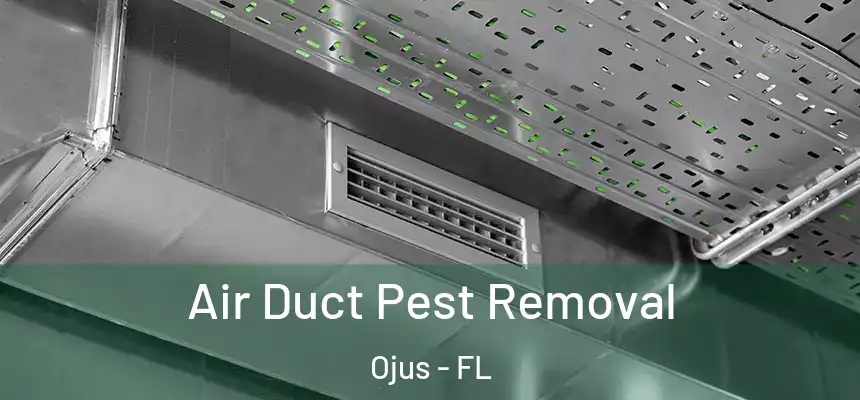 Air Duct Pest Removal Ojus - FL
