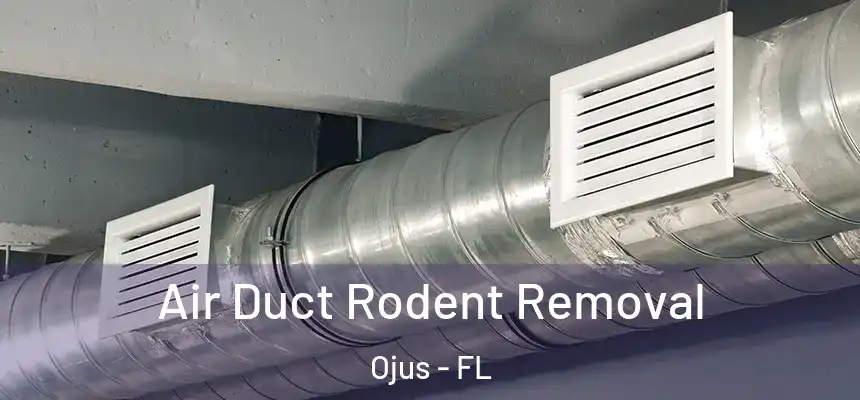 Air Duct Rodent Removal Ojus - FL
