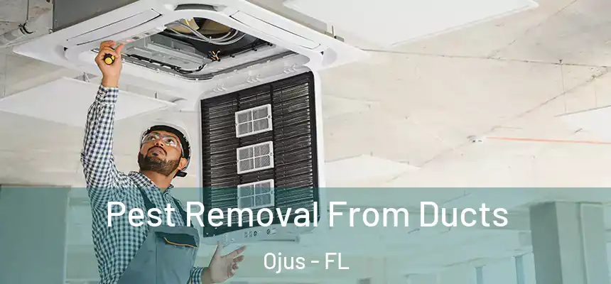 Pest Removal From Ducts Ojus - FL